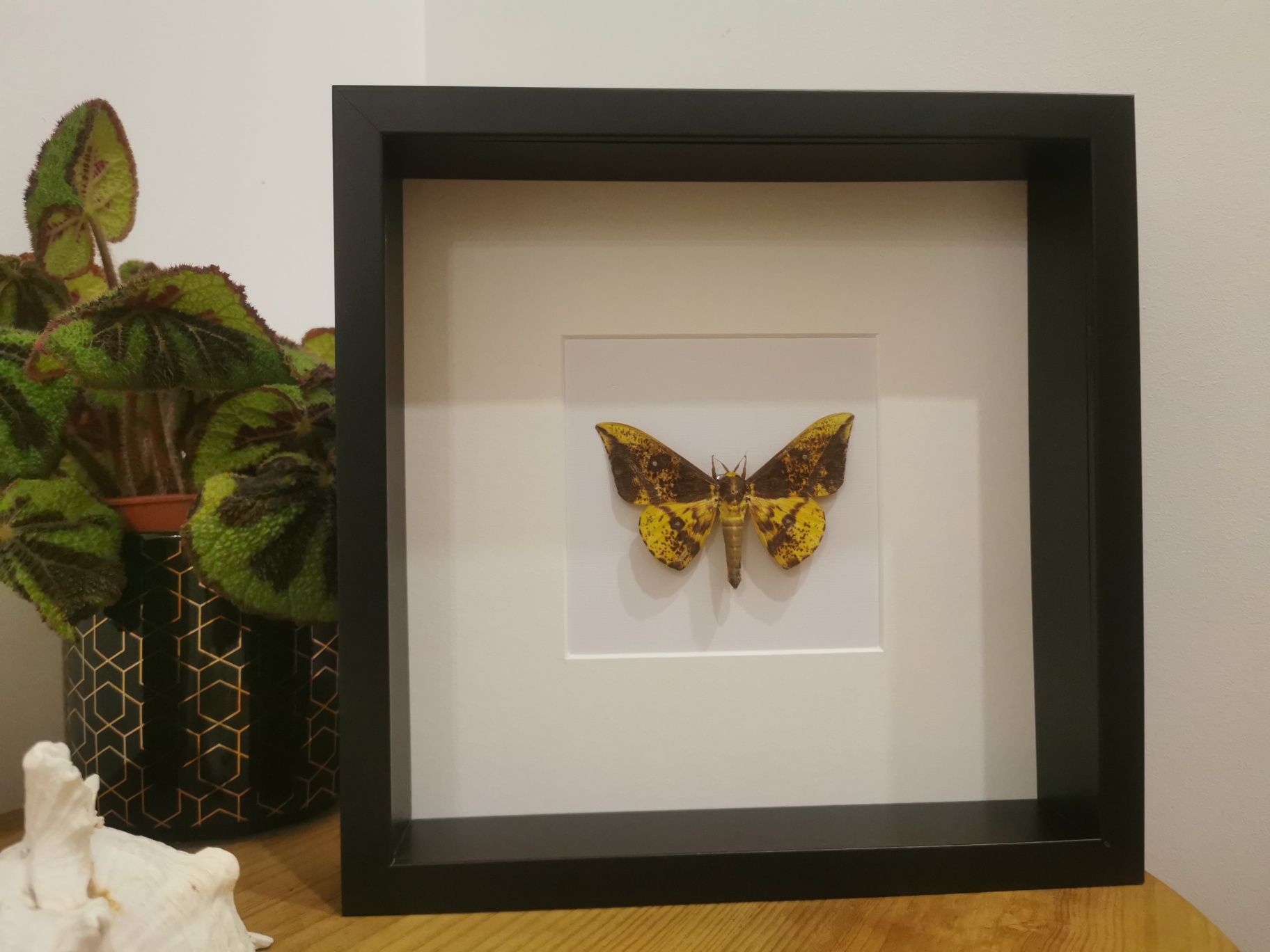 Traça real Imperial Moth