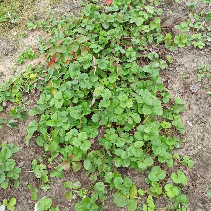 Sadzonki truskawek cena za 10 szt