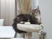 Macho Maine Coon com Lop