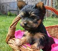 Yorkshire Terrier