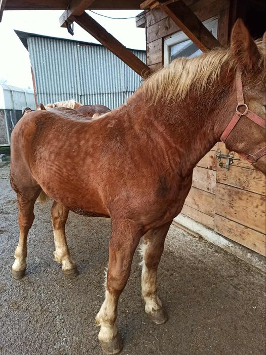 Ogierek zimnokrwisty