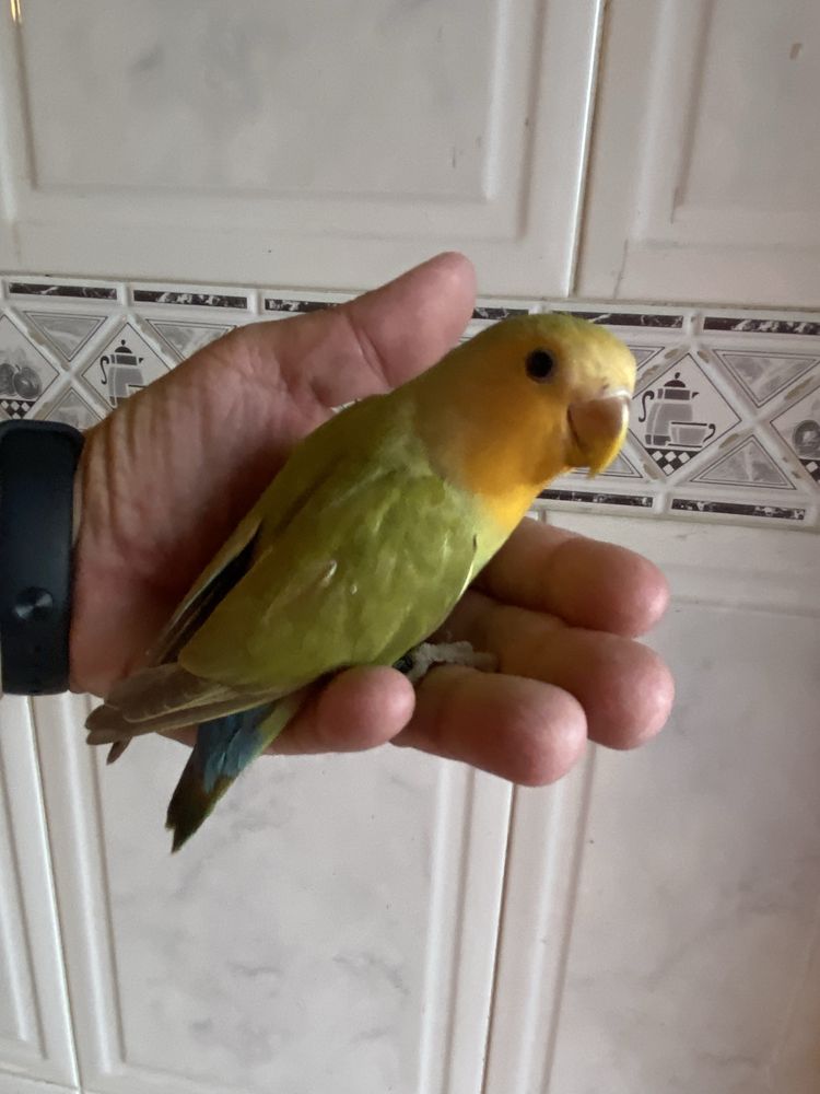 Agapornis domesticado -grande promoção