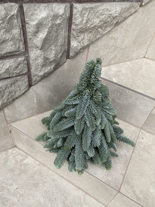 Choinkeczka Alpejska Nobilis