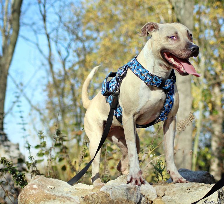 Piękna pitbullka Renesme szuka mądrego domu