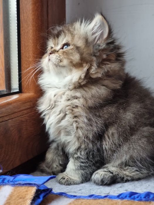 Kotek kotki Brytyjski Długowłosy