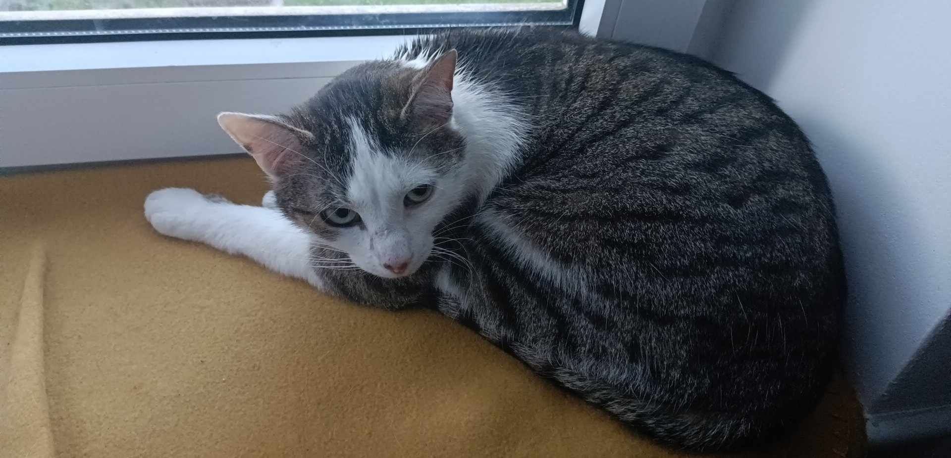 Kochająca ludzi, dzieci kotka Migotka szuka domu