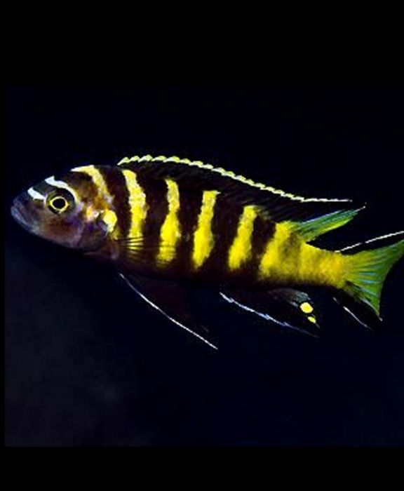 Pseudotropheus flavus Псевдотрофеус флавус Малавийские Цихлиды