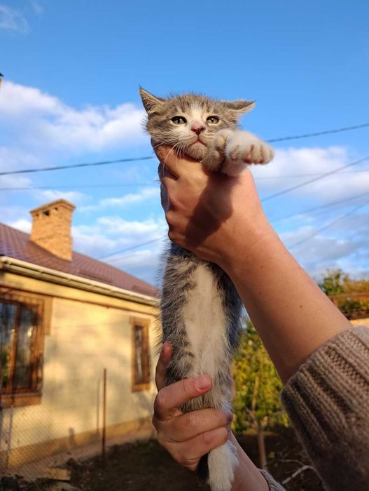 Котята отдам в хорошие руки