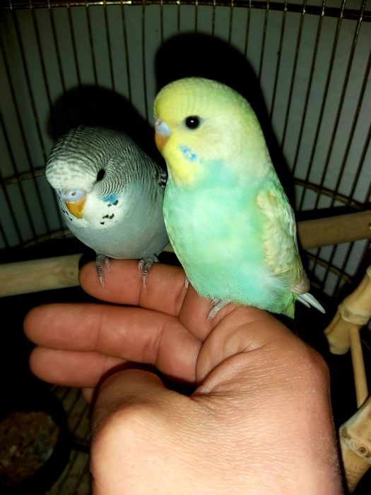 Sprzedam młode papużki faliste do oswojenia