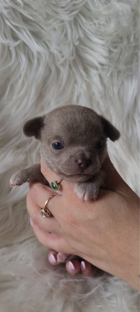 Maleńka sunia chihuahua liliowa