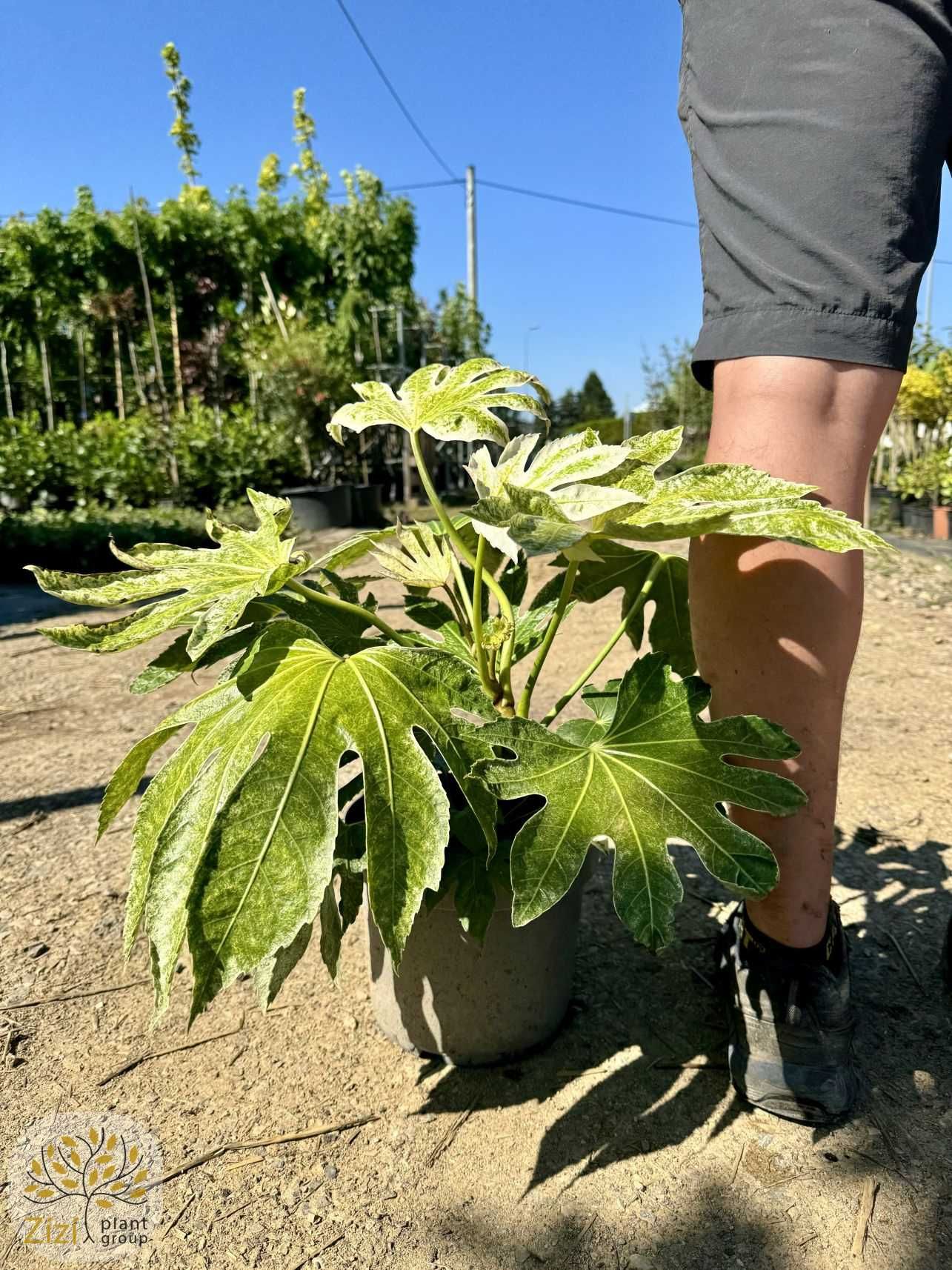 Fatsia japonica 'Spider's Web, Facja japońska, 40-60cm, 100-120cm