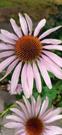 Jeżówka echinacea 10sztuk