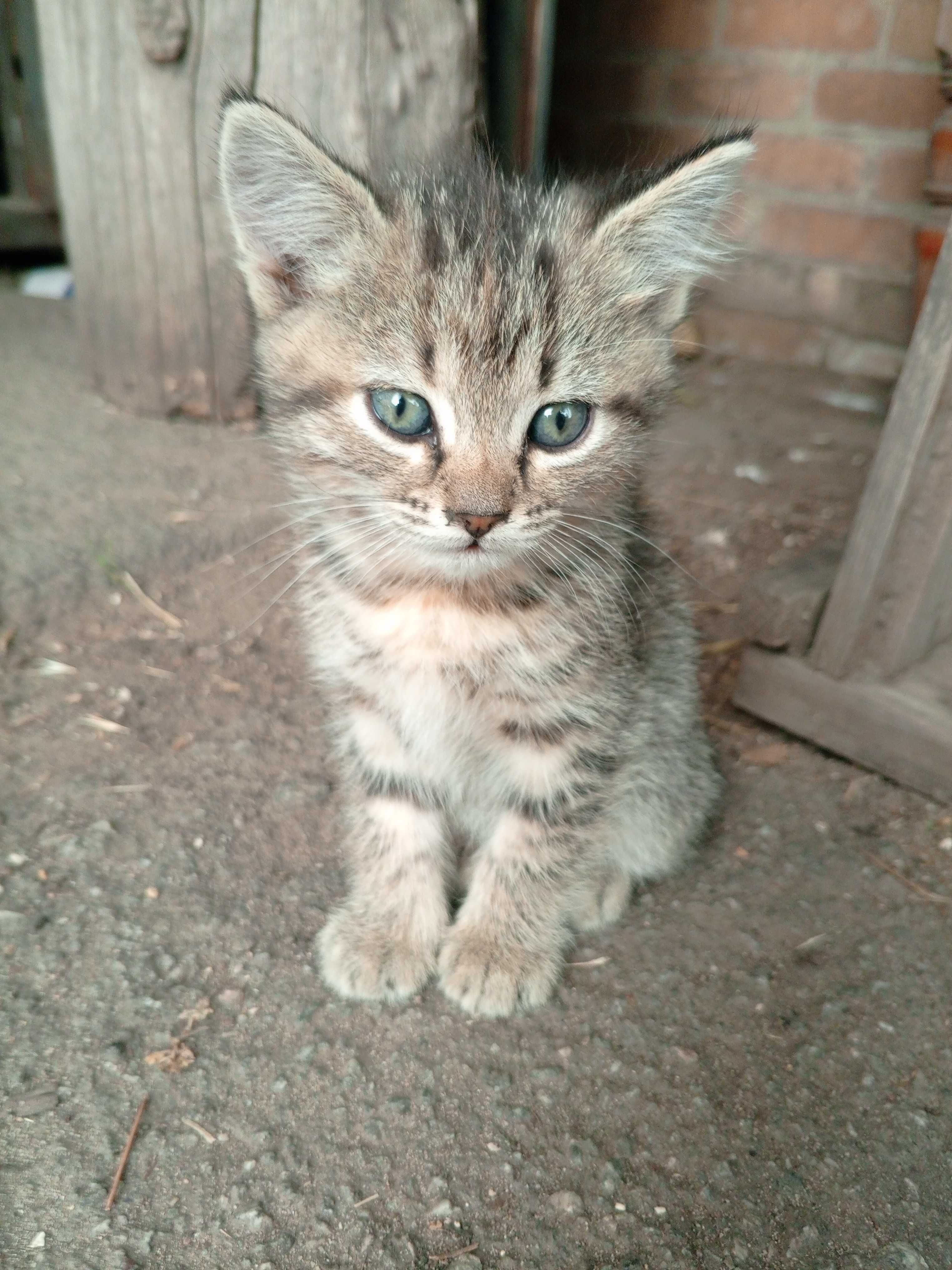 Кошенята в добрі руки
