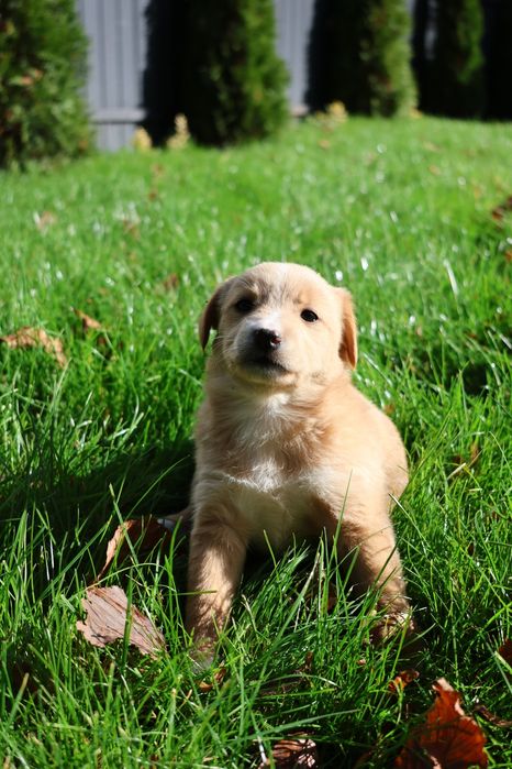 Віддам цуценят у добрі руки!!!