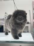 Chow chow blue suczka!!