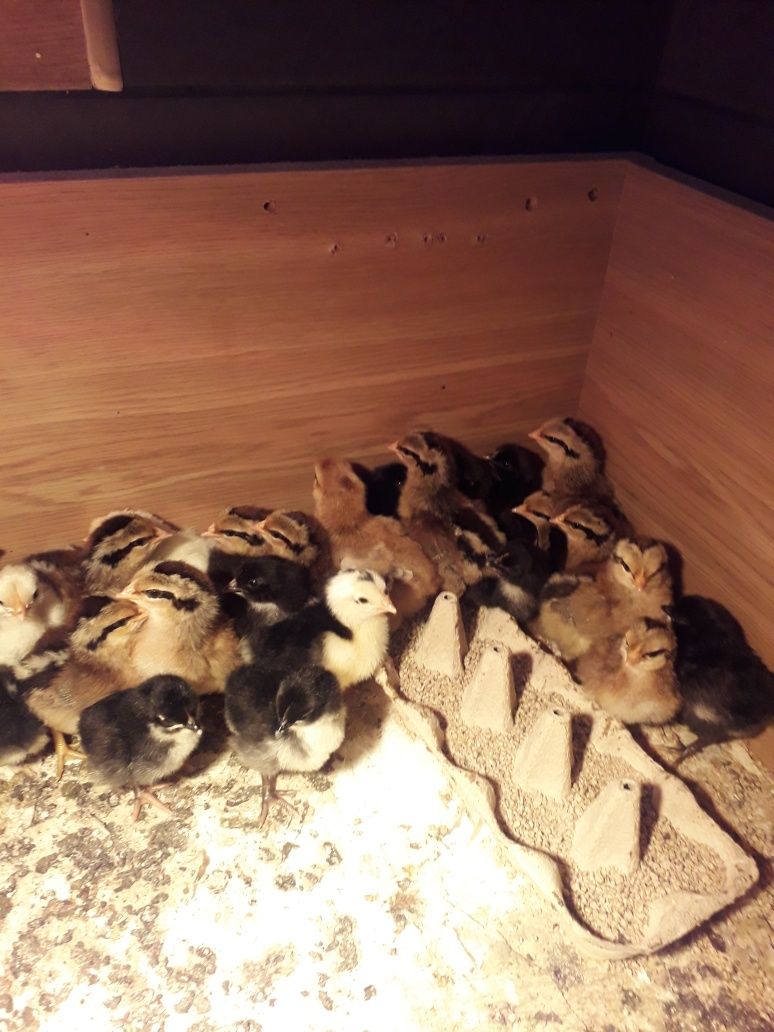Piskleta zielononóżki kuropatwianej, marans ,australop