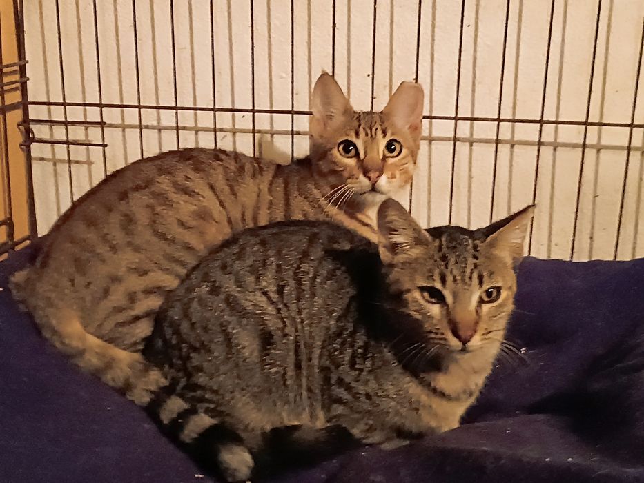 Gatinha para adoção, 4 meses.