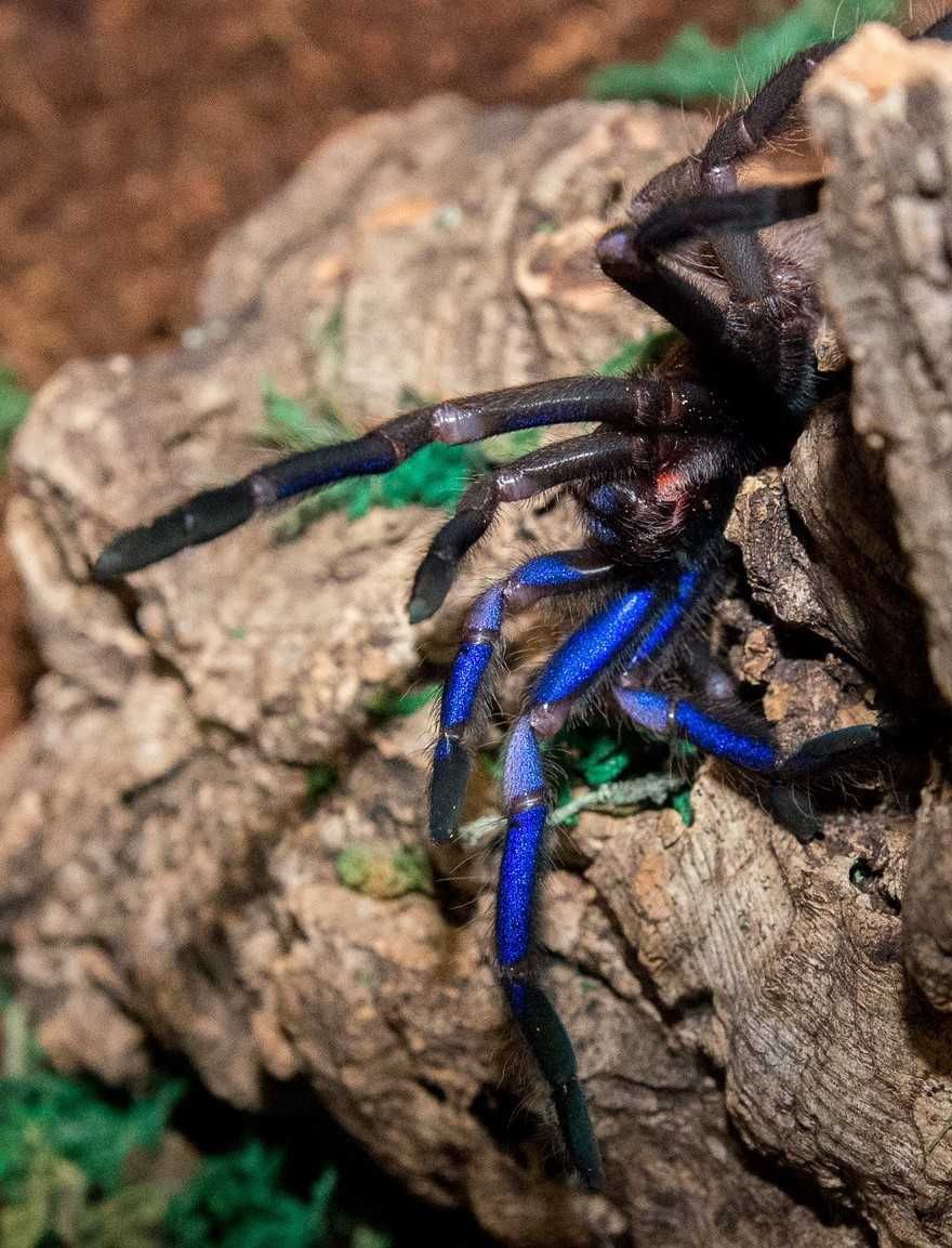 Chilobrachys natanicharum (ex. electric blue) L3