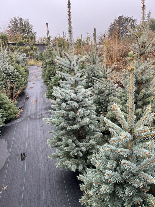 Ялина блакитна Кейбаб в грунті, жива, ялинка Kaibab голуба, елка ель