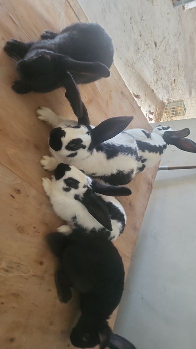 Sprzedam srokacze niemieckie