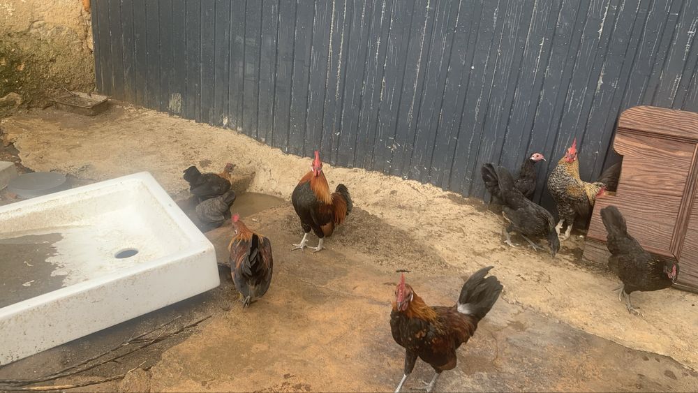 Ceder ou trocar galos