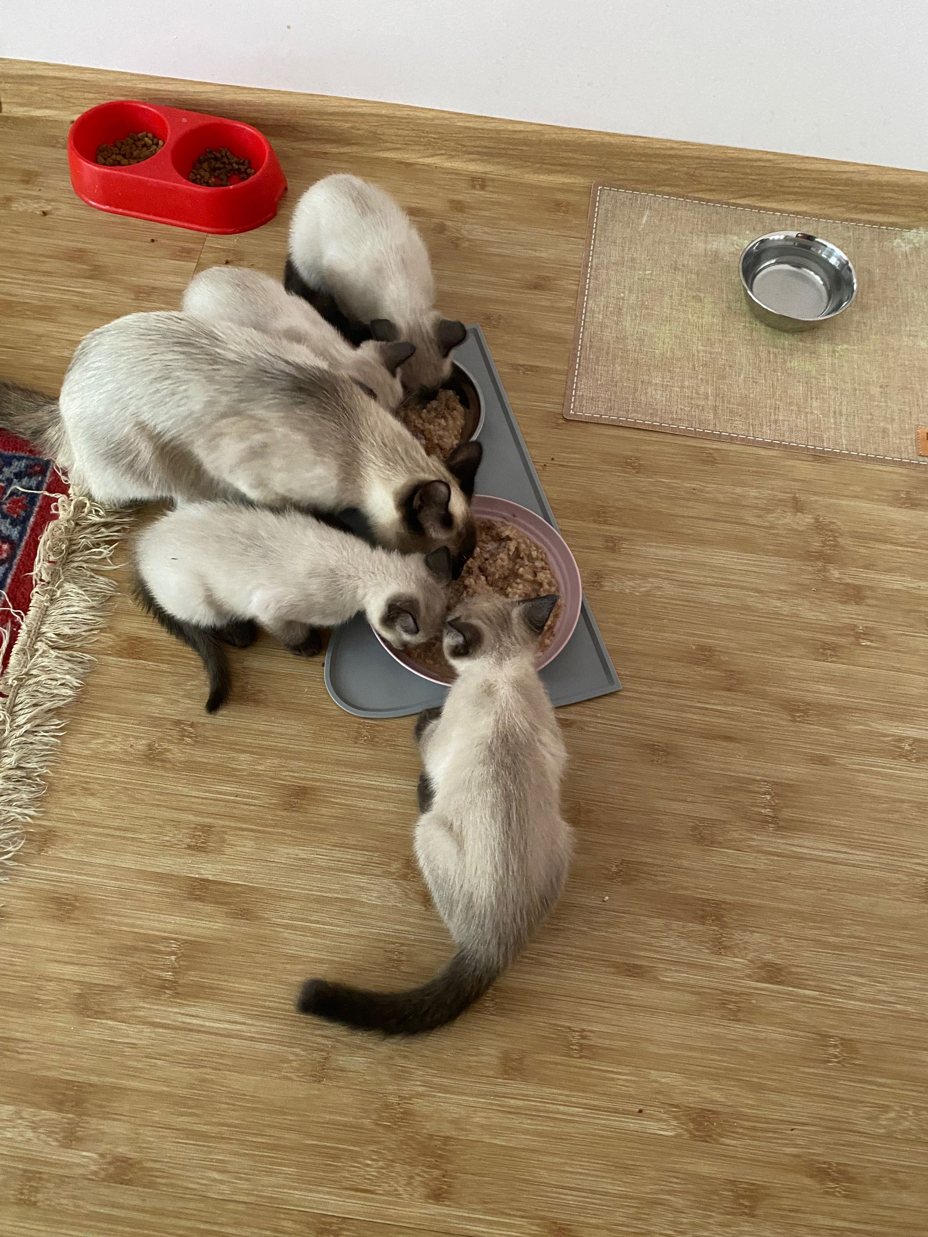 Сиамские котята!!!