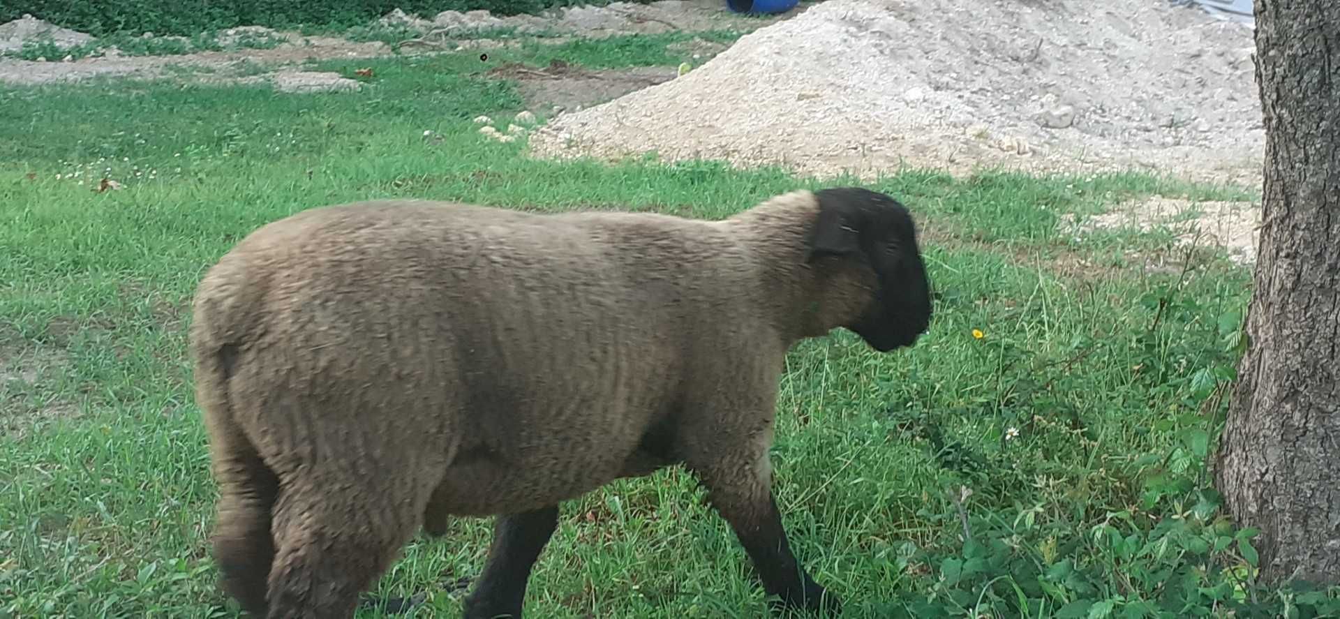 Borrego Suffolk 2025