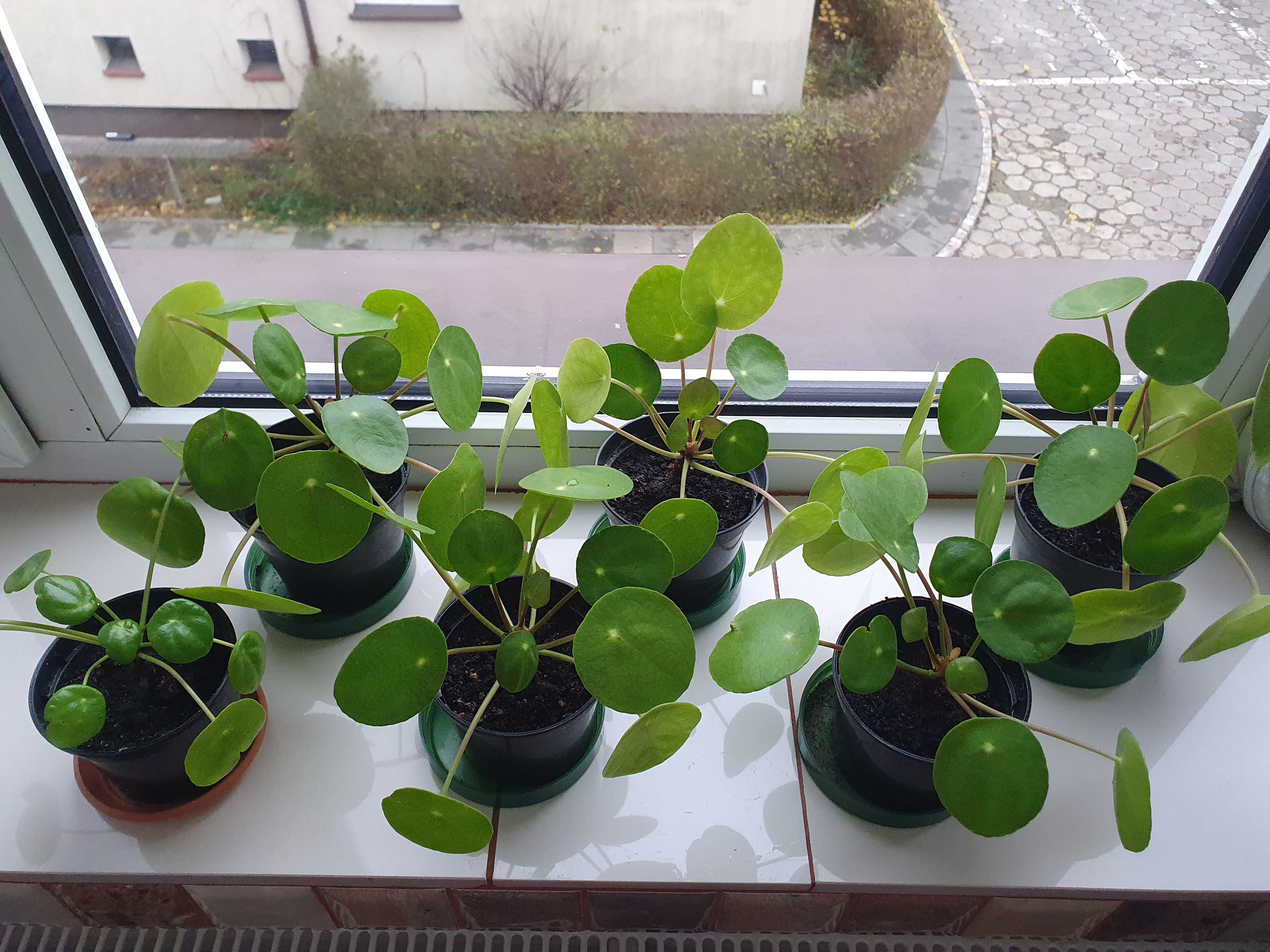 Pilea Peperomioides PIENIĄŻEK z doniczką roślinka sadzonki kwiatek