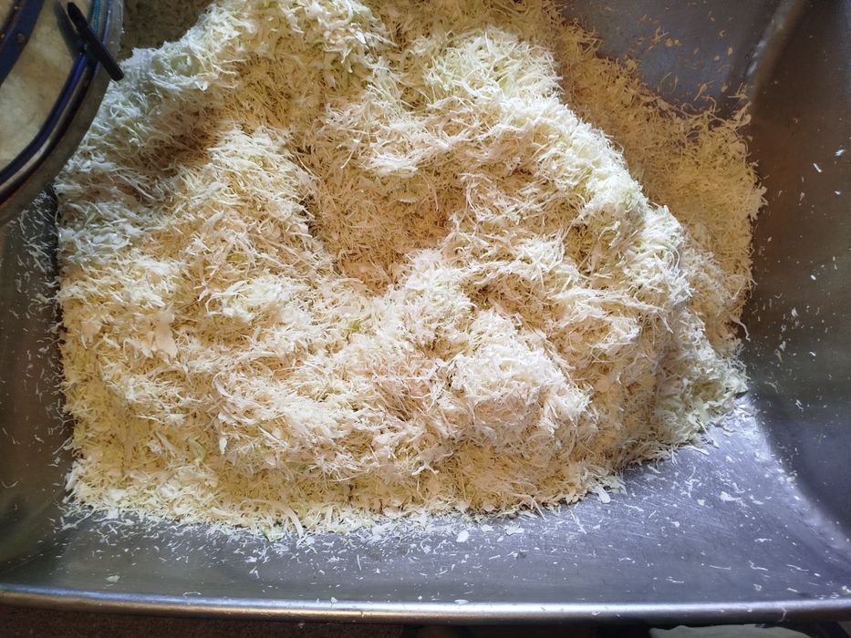 KAPUSTA SZATKOWANA , w główkach lub kiszona świeża.