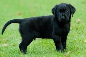 Чистокровні лабрадори чекають відповідальних власників.