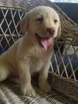 Labrador retriever