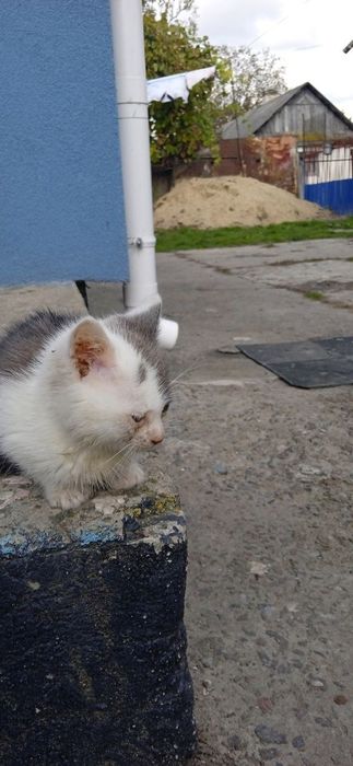 Котик у добрі руки