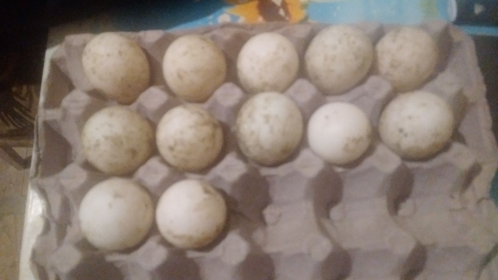 Продаж курей і качок.