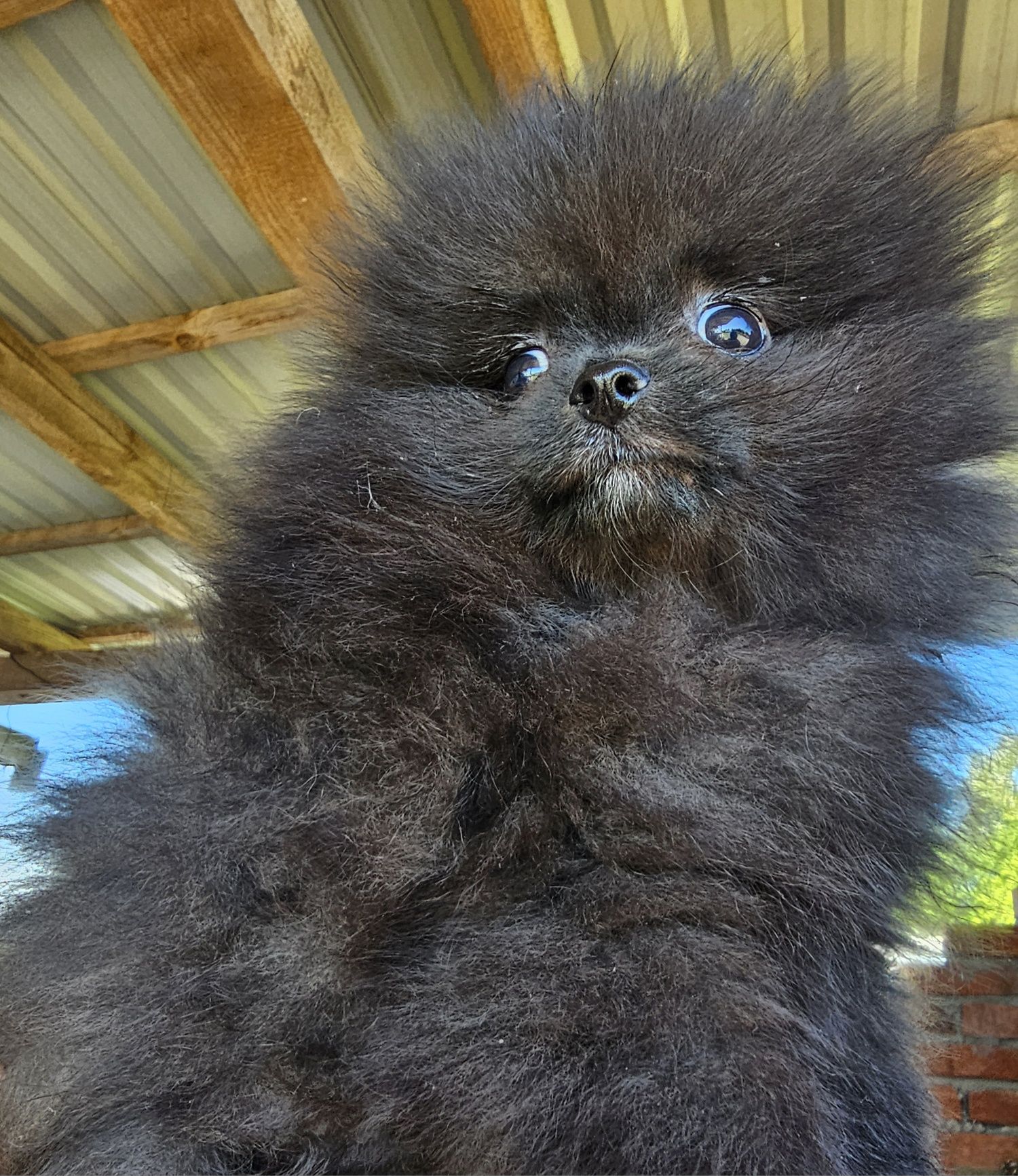 Sunia czarna biała  szpic pomeranian