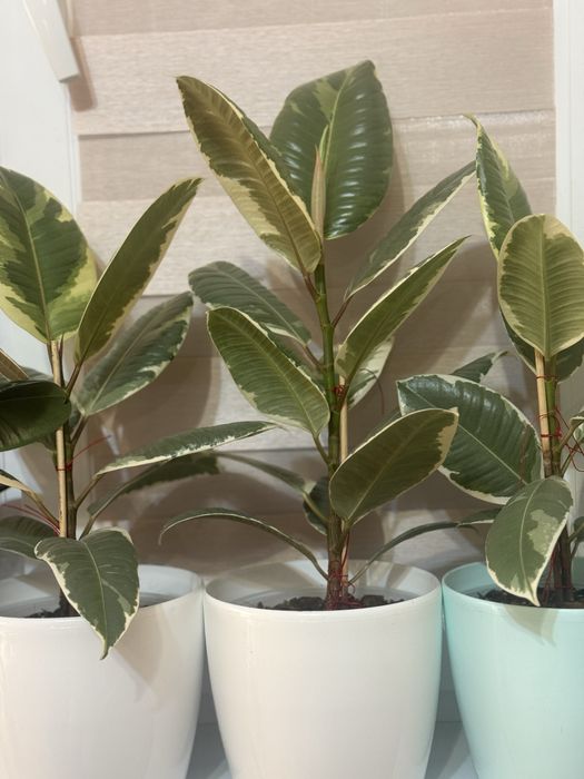 Фікус Тінекі, Беліз, Абіджан (TINEKI, BELIZE,  ELASTICA ABIDJAN)