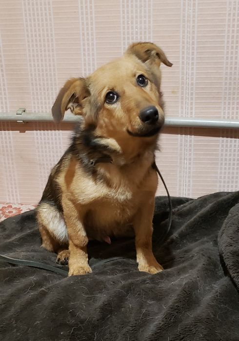 Щенок подросток Рыжик