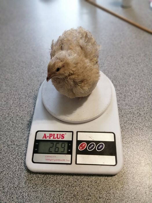 Перепела породи Целадон (Селадон)Селадони