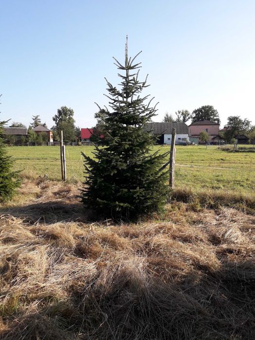 Sprzedam jodłę kaukaską na Święta