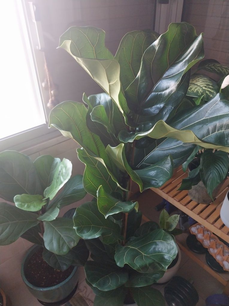 Ficus Lyrata 1,30cm