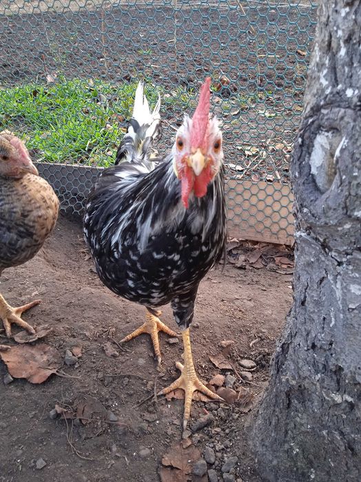 Породисті молоді півники