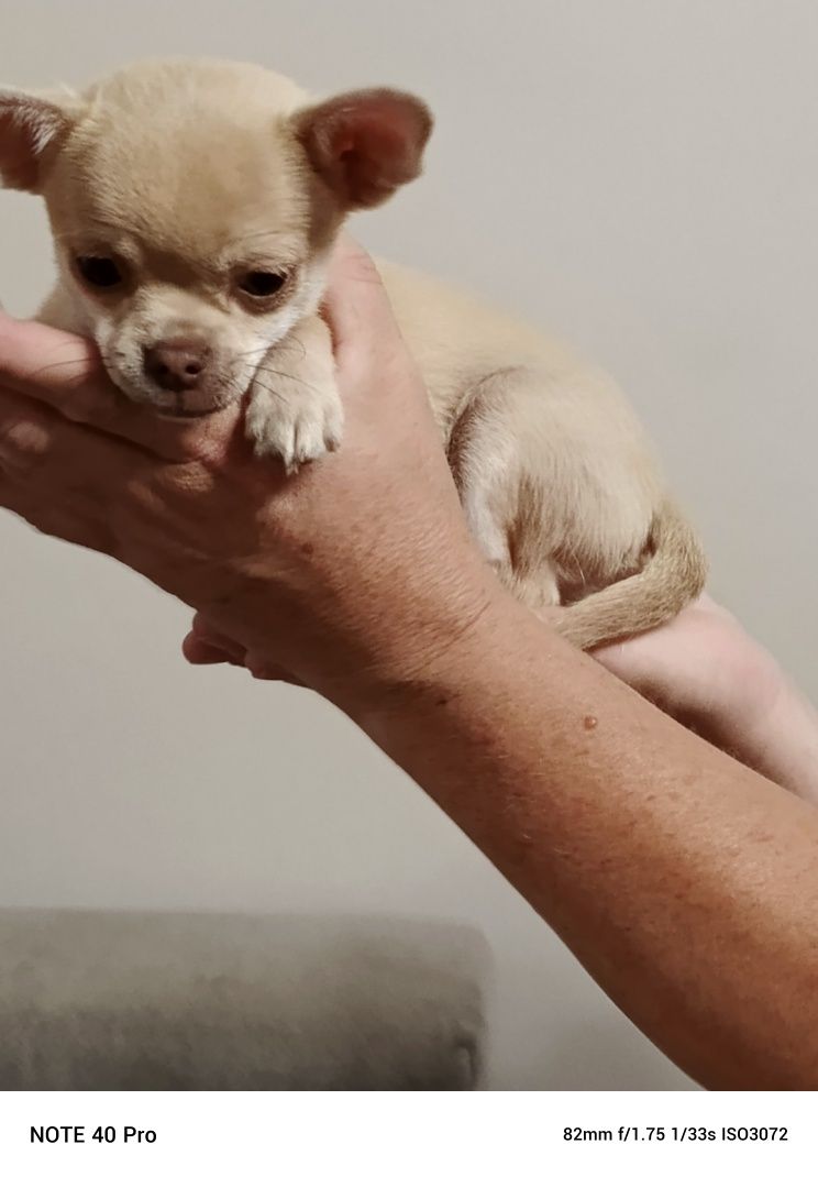 Chihuahua gotowe do odbioru