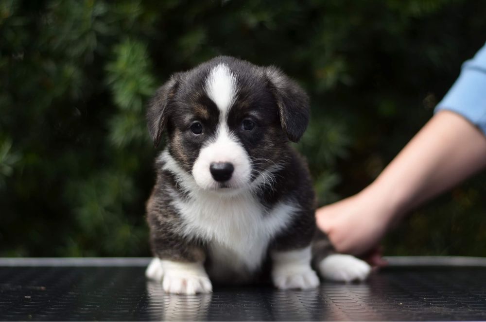 Słodka dziewczynka welsh corgi cardigan