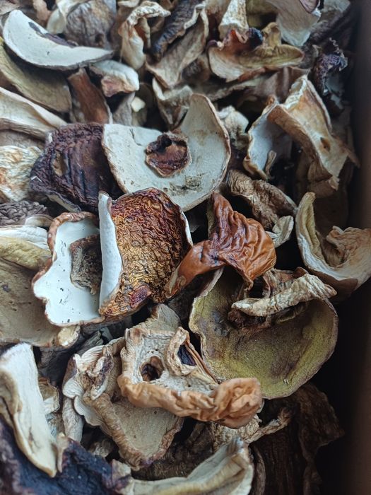 Borowik szlachetny 500 gr.