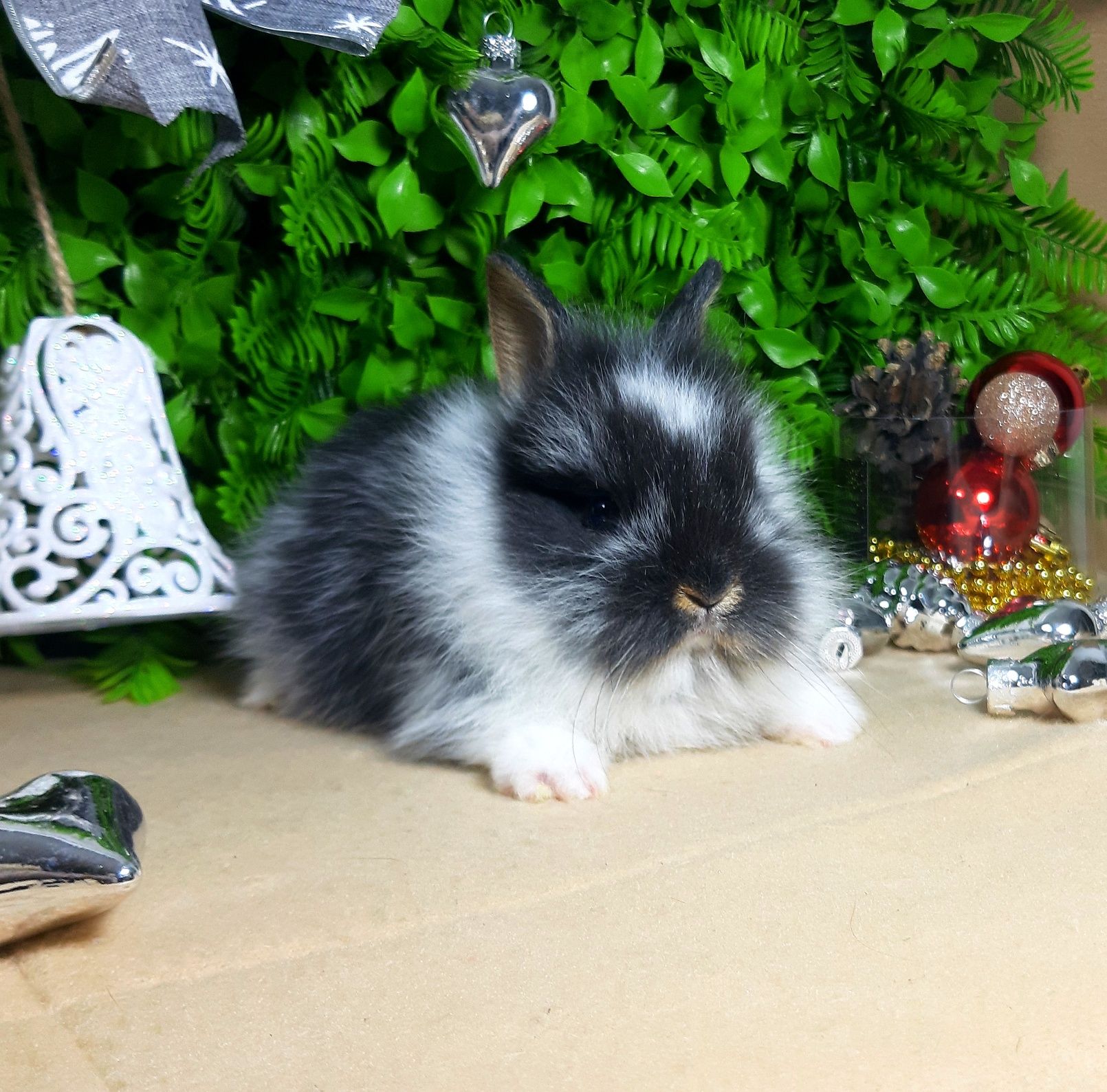 Карликовый мини кролик,міні кролики,крольчата,кроленятадекоративный,