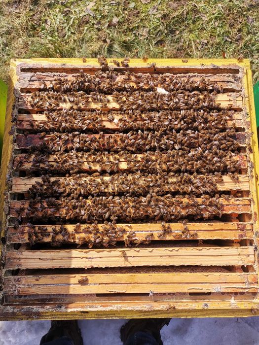 Rodziny pszczele pszczoły Wielkopolski MATKI Odklady