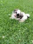 Szczeniak rasy Shih Tzu