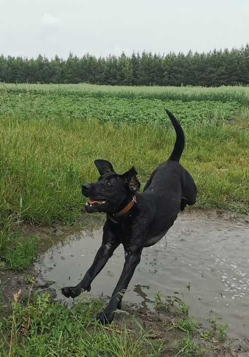 W typie rasy labradora, poukładany Draco czeka na dom