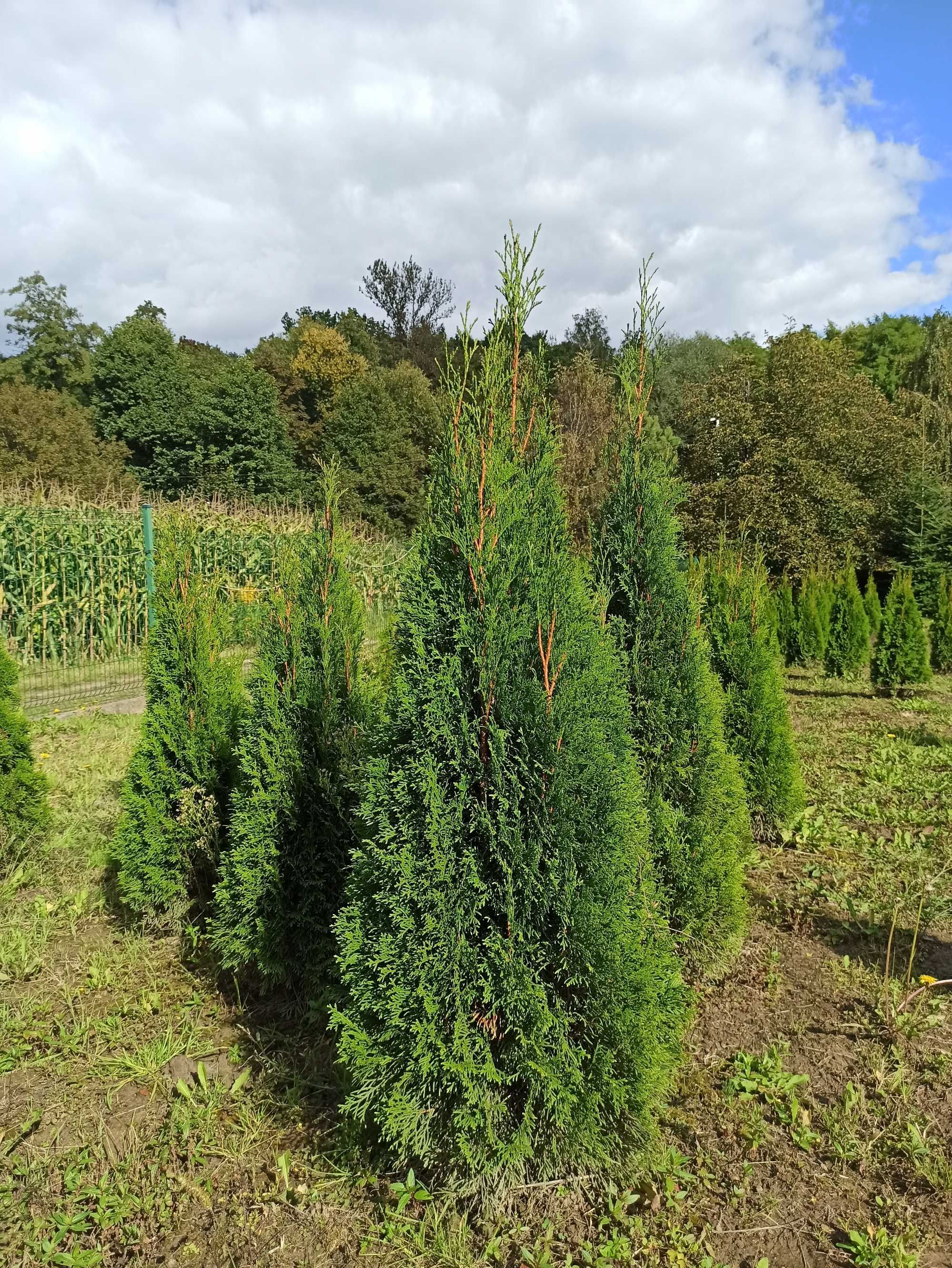 Tuja thuja szmaragd 120-130cm, transport  sadzenie