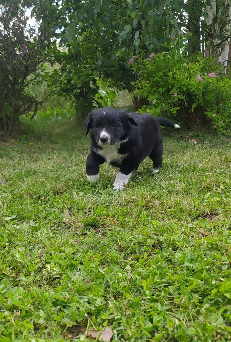 Border Collie - Czarno biały