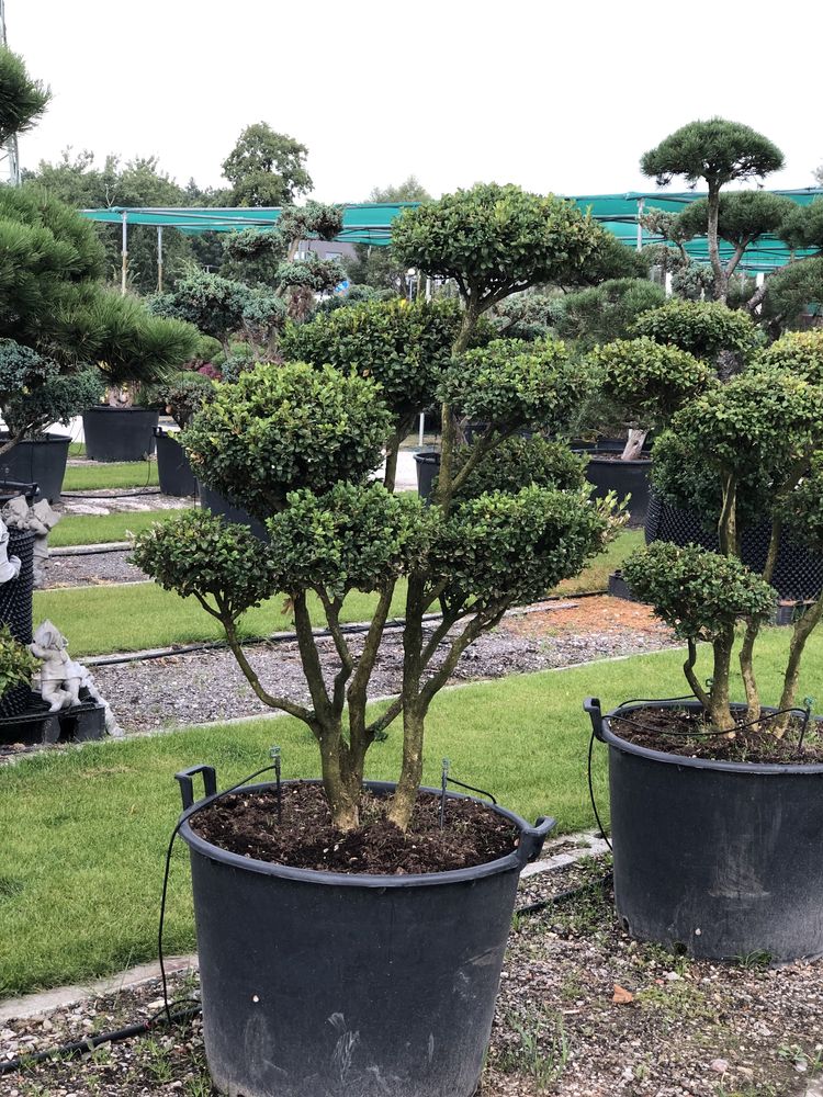 Bonsai jałowiec sosna cyprys cis duże okazy BONSA PARK